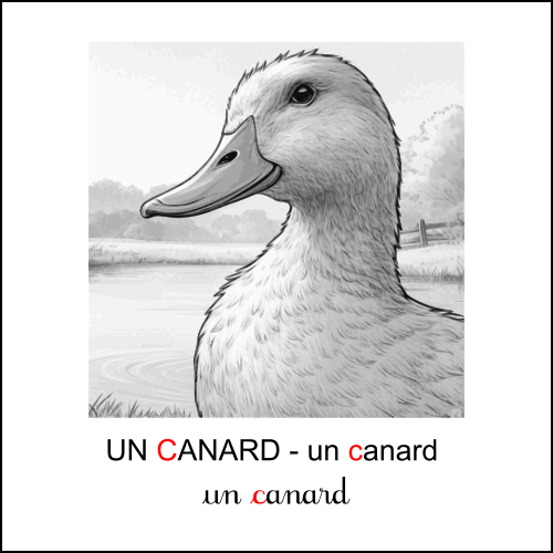 canard